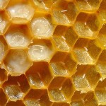Маточное молочко пчелы