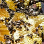 мертвые пчелы
